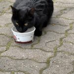 Chat noir 1