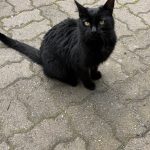 Chat noir2