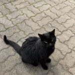 Chat noir3