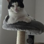 Pookie2