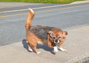 Charlie (1)