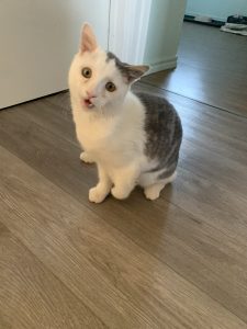 Ti-Chat 2