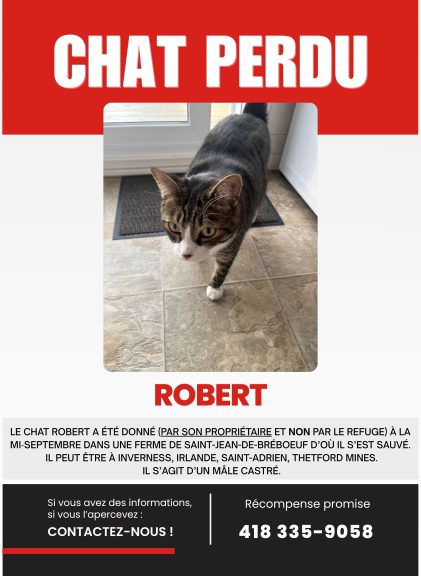 Affiche Annonce Chat perdu Simple Moderne Rouge Noir Blanc