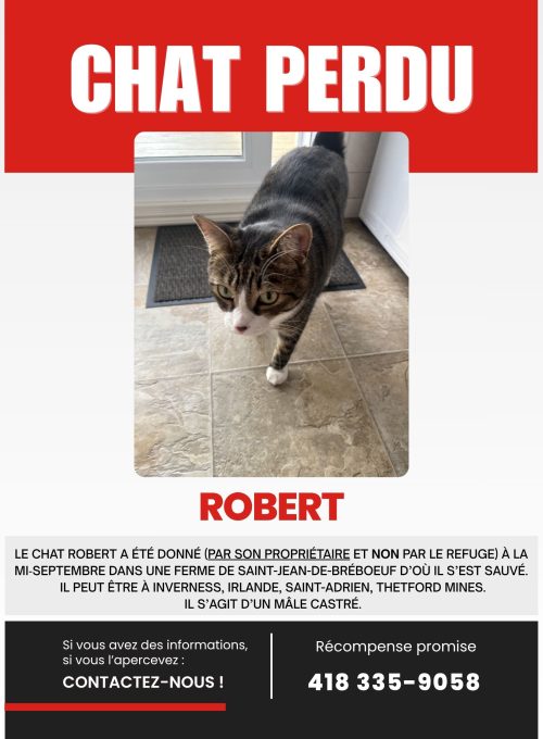 Affiche Annonce Chat perdu Simple Moderne Rouge Noir Blanc